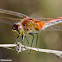 Meadowhawk Dragonfly