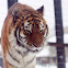 Amur Tiger