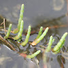 Salicornia