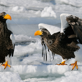 Outta My Way by Harry Eggens - Animals Birds