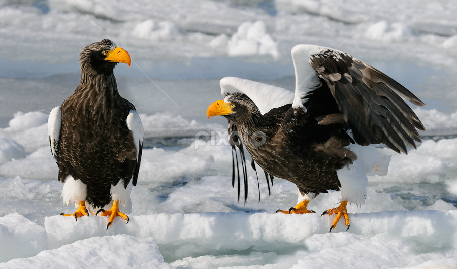 Outta My Way by Harry Eggens - Animals Birds