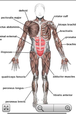 Human Anatomy Pro Screen 3