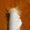 White flannel moth