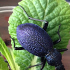 Huge violet ground beetle-Menekşe karafatma