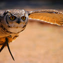 Bufo real,Eurasian Eagle-Owl