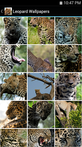 Leopard Wallpapers