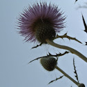 Texas Thistle