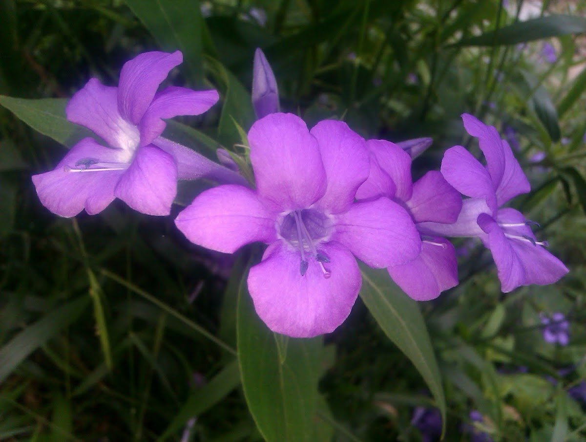 Philippine violet