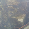 Algen(auf stein!)in der donau__(fluss in europa,der aus brigach und breg zusammenläuft) in wien