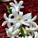 Hyacinth, white cultivar