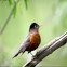 American robin