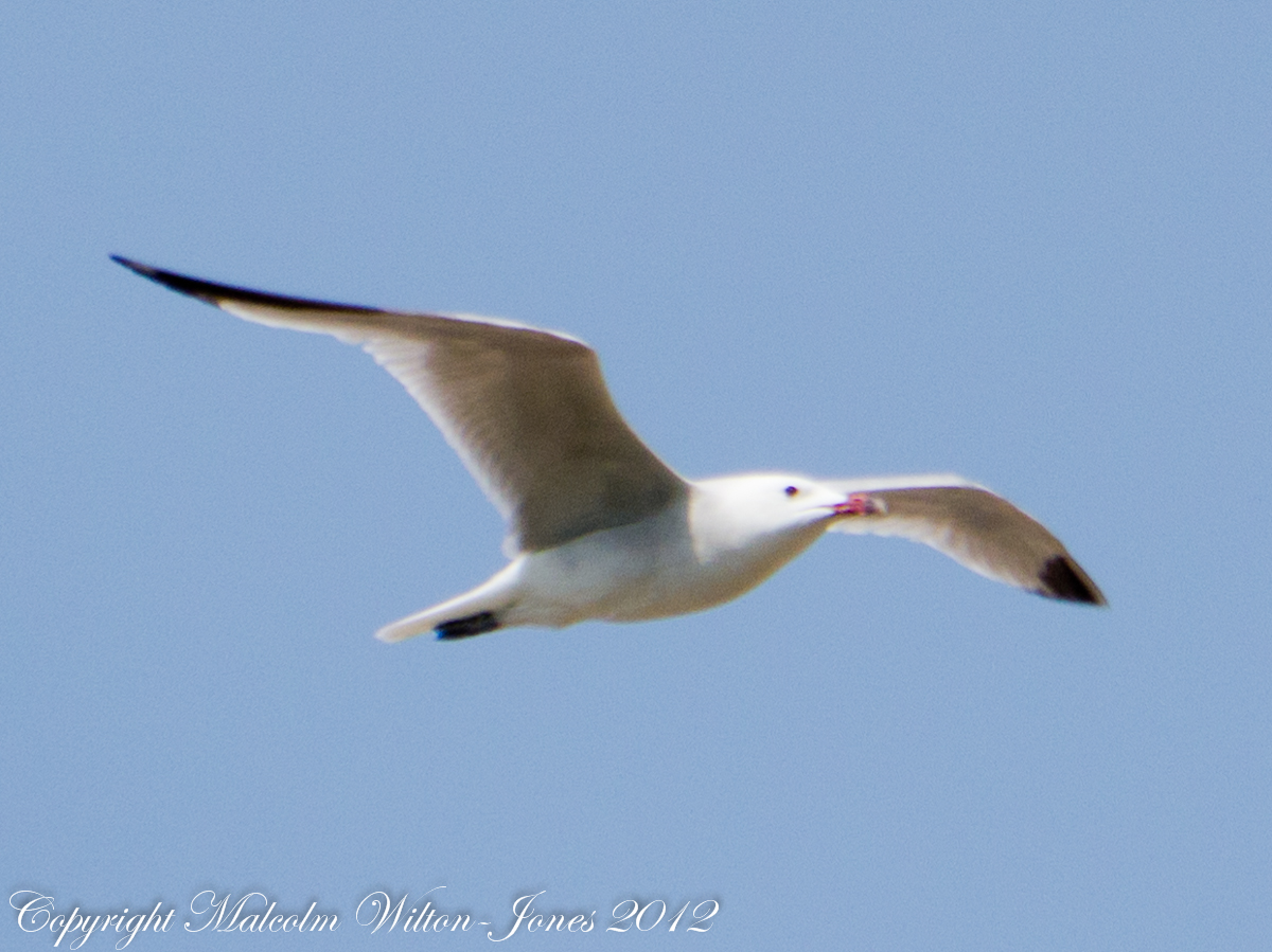 Audouin's Gull; Gaviota de Audouin