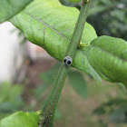 Globe-marked Lady Beetle