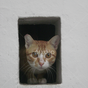 Stray in the Wall in Hong Kong  by Brandi  Rhone  - Animals Other Mammals