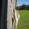 Ribbed Case Moth