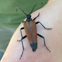 Longhorned Beetle