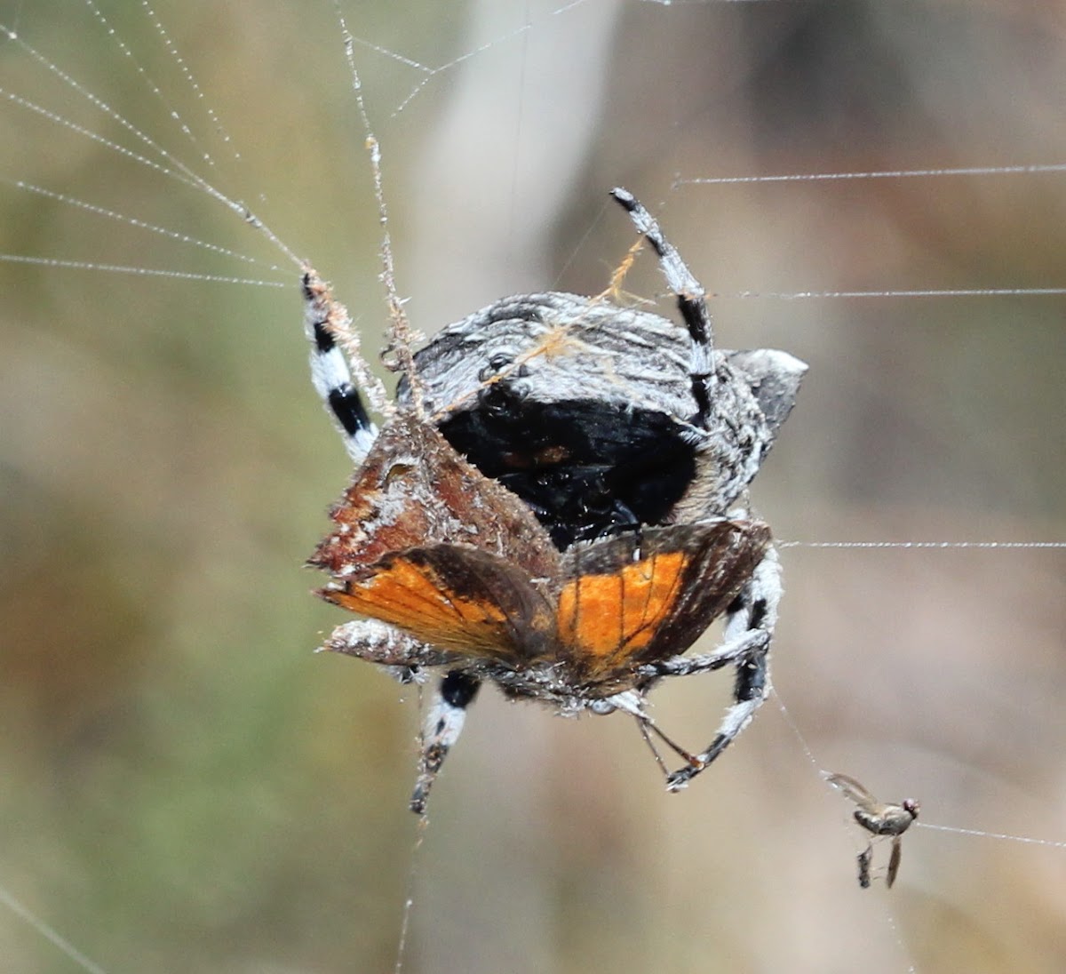 Bark spider catching butterfly