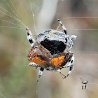 Bark spider catching butterfly