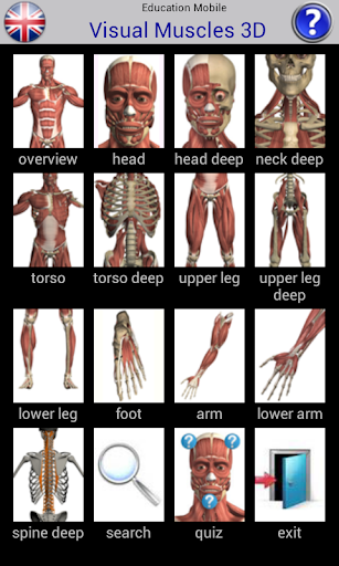 Visual Muscles 3D