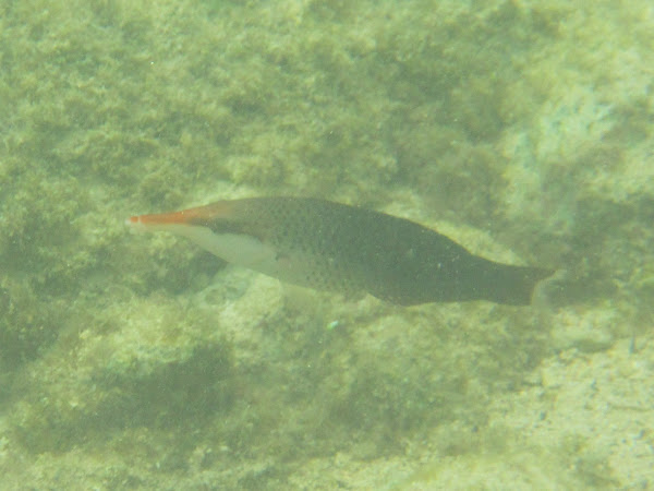 Bird Wrasse | Project Noah