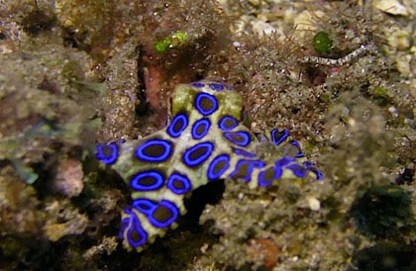 Blue Ringed Octopus | Project Noah