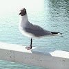 Black-headed Gull (naurulokki)