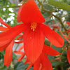 Red hanging flower