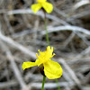 Bog yellow-eyed grass