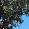 Hazelnut tree