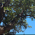 Hazelnut tree