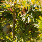 Yellow-rumped Warbler