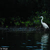 Garza Blanca