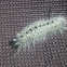 Hiockory Tussock Moth Larva