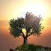 Magic Tree v1.02 Full