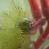 caterpillar of an Io moth