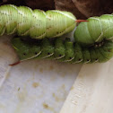Rustic sphinx caterpillar