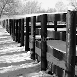 Winter Fence by Leah Zisserson -  