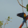 scarlet Macaw/ Lapas rojas