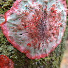 Christmas Wreath Lichen