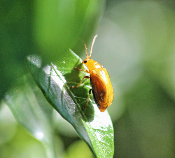 Cucurbit Leaf Beetle | Project Noah