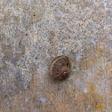 Garden Snail