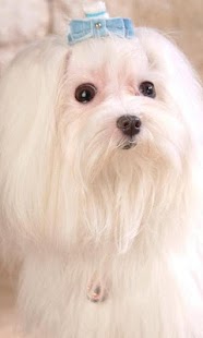 Maltese Wallpapers Screenshots 3