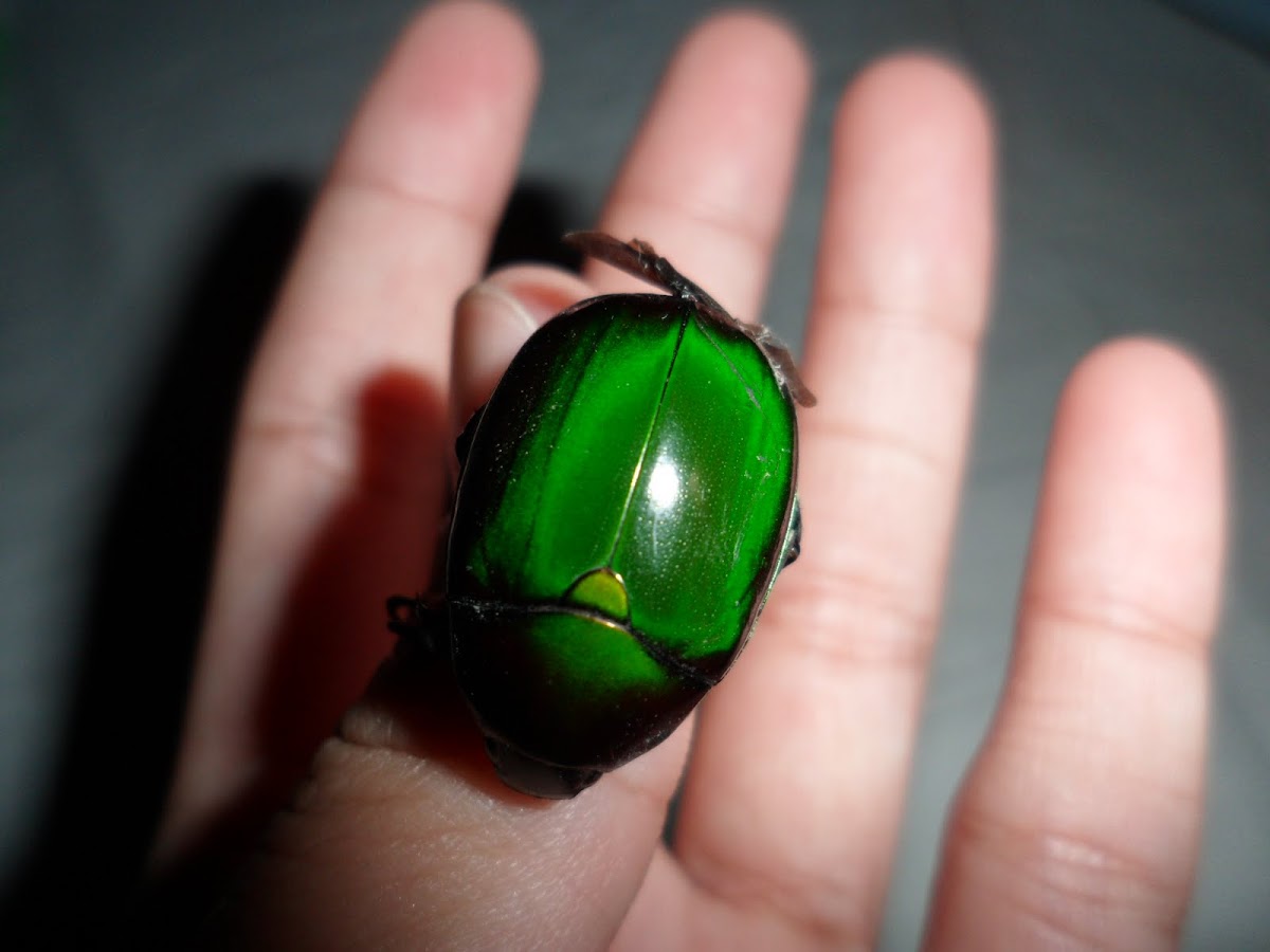 Chafer beetle.