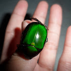 Chafer beetle.
