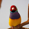 Gouldian Finch - Red-Headed Male