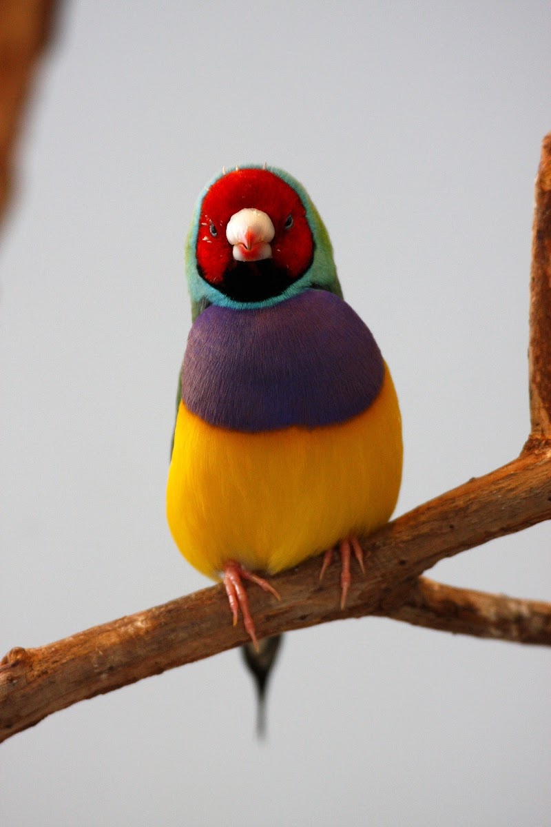 Gouldian Finch - Red-Headed Male