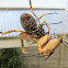 Common Christmas Beetle (captured by Golden Silk Orb-weaver)