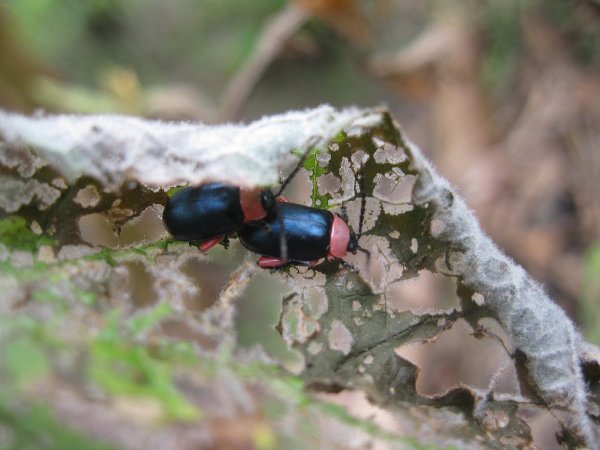 Mating Flea Beetles