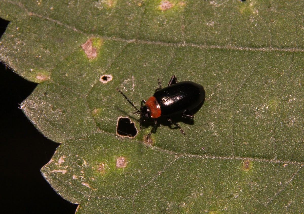 Spinach Flea Beetle