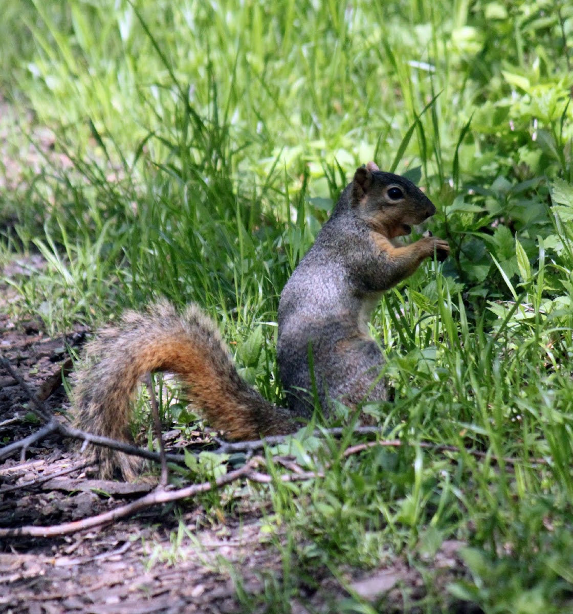 Fox Squirrel